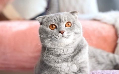 苏格兰折耳猫每年的开销多少?(饲养苏格兰折耳猫的省钱方法)