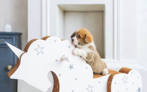 茶杯柯基犬与其他柯基犬有什么区别?(茶杯柯基犬的优点和缺点)