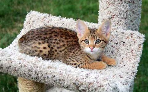 萨凡纳猫每年需要花费多少钱?(饲养萨凡纳猫最省钱的方法)