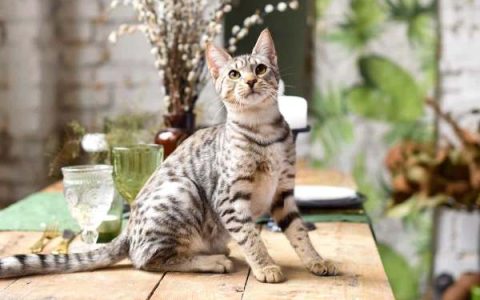 萨凡纳猫要多少钱一只?(萨凡纳猫价格贵的原因)