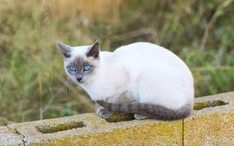 蓝点暹罗猫要多少钱一只?(蓝点暹罗猫每年的花费清单)