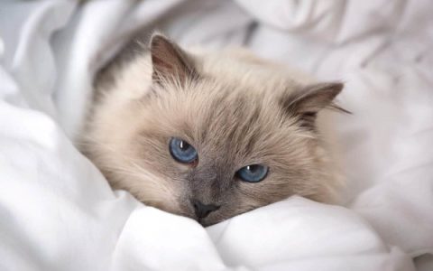 蓝眼睛的灰猫很稀有吗?(7种具有蓝眼睛的灰猫品种)