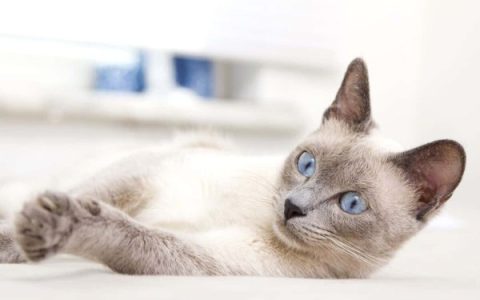 蓝眼睛的灰猫要多少钱一只?(灰猫最稀有的眼睛颜色是什么?)