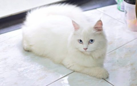 蓝眼睛的白猫很罕见吗?(蓝眼睛白猫背后的遗传机制)