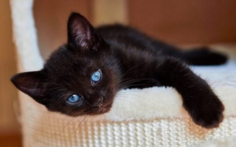 蓝眼睛的黑猫罕见吗?(蓝眼睛黑猫的历史和起源)