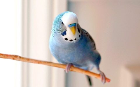 蓝鹦鹉的寿命一般在多少年?(蓝鹦鹉会学说话吗?)