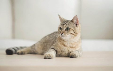 虎斑猫寿命一般多少年?(决定虎斑猫寿命的因素)