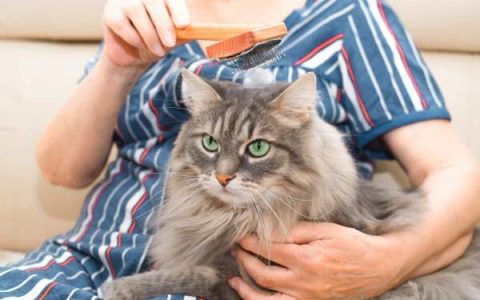 西伯利亚猫具有低过敏性吗?(西伯利亚猫适合过敏症患者吗?)