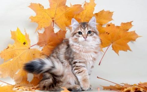 西伯利亚猫多少钱一只?(影响西伯利亚幼猫价格的各种因素)