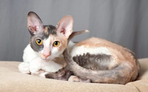 贵宾犬猫多少钱一只?(贵宾犬猫的起源和历史)