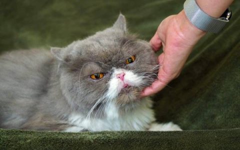 近亲繁殖的小猫寿命有多长?(近交猫的行为和性格)