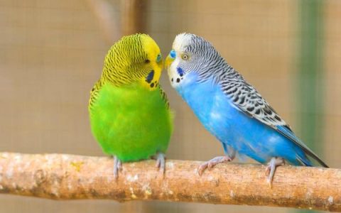 长尾小鹦鹉在圈养能活多久?(长尾小鹦鹉的平均寿命有多长)