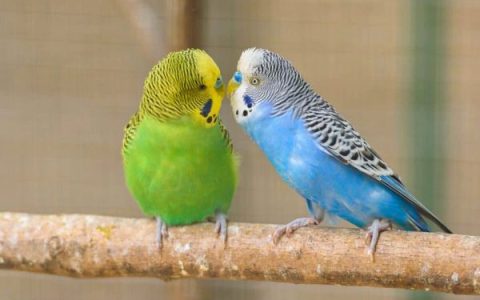 长尾小鹦鹉多大的时候可以辨别性别?(判断长尾小鹦鹉性别的方法)