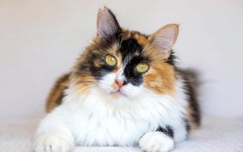 长毛三色猫要多少钱?(长毛三色猫的寿命一般多少年)