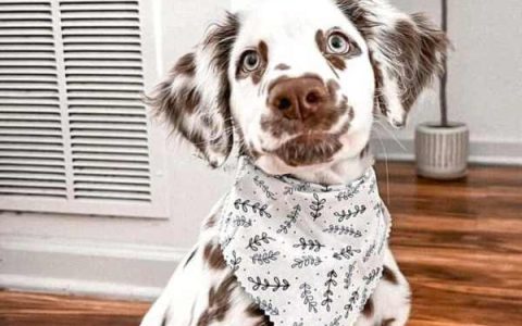 长毛斑点狗要多少钱一只?(长毛斑点狗的寿命和健康问题)