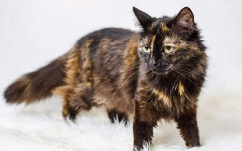 长毛玳瑁猫多少钱一只?(长毛玳瑁猫的寿命是多少年?)