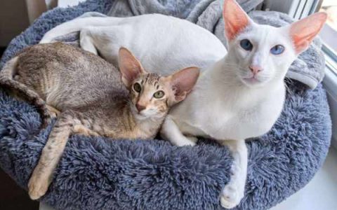 长脸猫是什么品种?(关于长脸猫的5个趣味小知识)