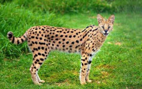 长腿猫多少钱一只?(喂养一只长腿猫的费用开销)