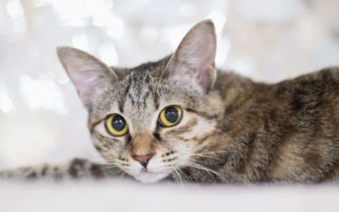 大鼻子的猫有哪些品种?(12种高颜值大鼻子猫咪排行)