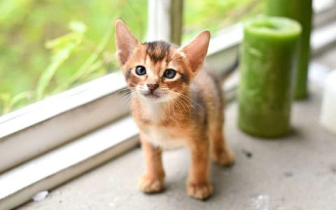 阿比西尼亚猫每年需要多少钱?(喂养阿比西尼亚猫的省钱秘诀)