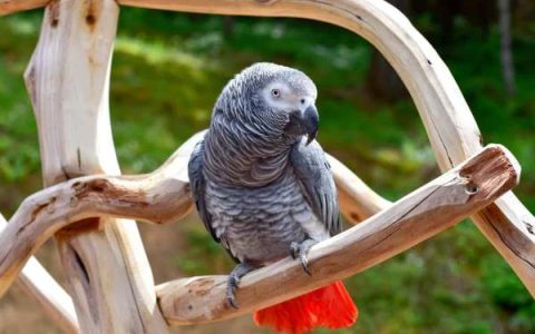 非洲灰鹦鹉多少钱一只?(影响非洲灰鹦鹉价格因素)