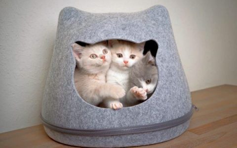 饲养英国短毛猫一年开销多少钱?(穷养英国短毛猫的省钱攻略)