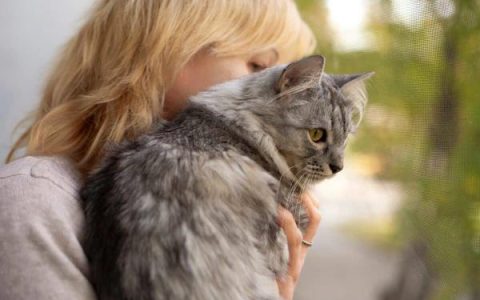 饲养西伯利亚猫过敏怎么办?(猫咪过敏应对指南)