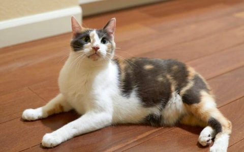 饲养马恩岛猫的每年开销多少?(低成本养马恩岛猫的省钱小妙招)