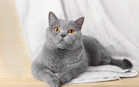 马尔济斯猫多少钱一只?(饲养马尔济斯猫的花费清单)