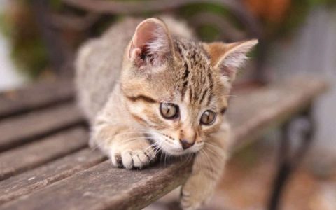 马恩岛猫多少钱一只?(饲养马恩岛猫的的成本分析)