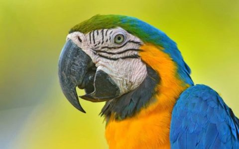 鹦鹉的舌头有什么作用?(鹦鹉为什么会说话?)