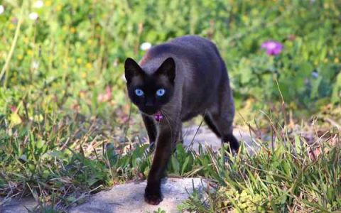 黑猫有蓝眼睛的吗?(黑猫蓝眼睛有什么品种)