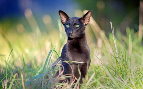 黑色东方短毛猫多少钱一只?(饲养黑色东方短毛猫的花费清单)