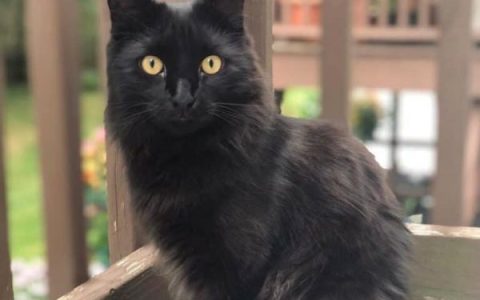 黑色布偶猫要多少钱一只?(饲养黑色布偶猫开销多少)