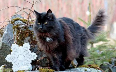 黑色挪威森林猫多少钱一只?(挪威森林猫的价格及日常开销)