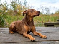 混血杜宾犬的品种有哪些?(45种杂交杜宾犬的简介及优缺点)