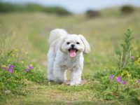 拉萨犬可以留短发吗?(拉萨犬的掉毛程度)