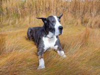 什么是大丹犬的剪耳?(大丹犬剪耳的背后历史)