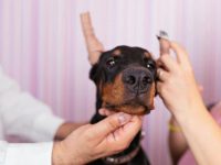 杜宾犬剪耳朵要多少钱?(杜宾犬剪耳的缺点)