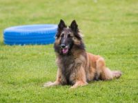 长毛比利时马林犬要多少钱一只?(饲养长毛比利时马林犬的费用开销)