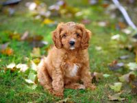 混血骑士查理王小猎犬多少钱一只?(养查理王小猎犬一年的花费)