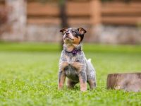 澳大利亚牧牛犬的价格是多少?(影响澳大利亚牧牛犬成本差异原因)