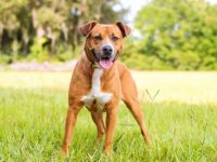 比特犬哪个品种最好?(11种最受欢迎的比特犬血统)