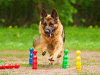 阿尔萨斯犬要多少钱一只?(阿尔萨斯犬的优点与缺点)