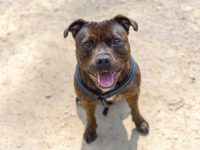 英国斗牛犬的混血品种有哪些?(杂交英国斗牛犬的优缺点及性格)