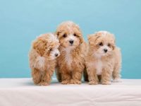 混血贵宾犬要多少钱一只?(饲养贵宾犬的成本开销)