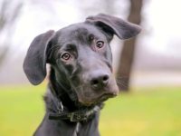 混血大丹犬的品种有哪些?(43种杂交大丹犬的优缺点分析)