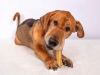 什么是海象狗?(海象狗的起源和历史)