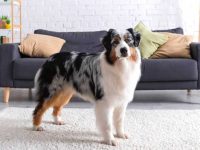 澳大利亚牧羊犬掉毛厉害吗?(7招缓解澳大利亚牧羊犬掉毛的方法)