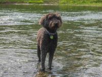 什么是巧克力金毛犬?(巧克力金毛犬的外观与性格特征)